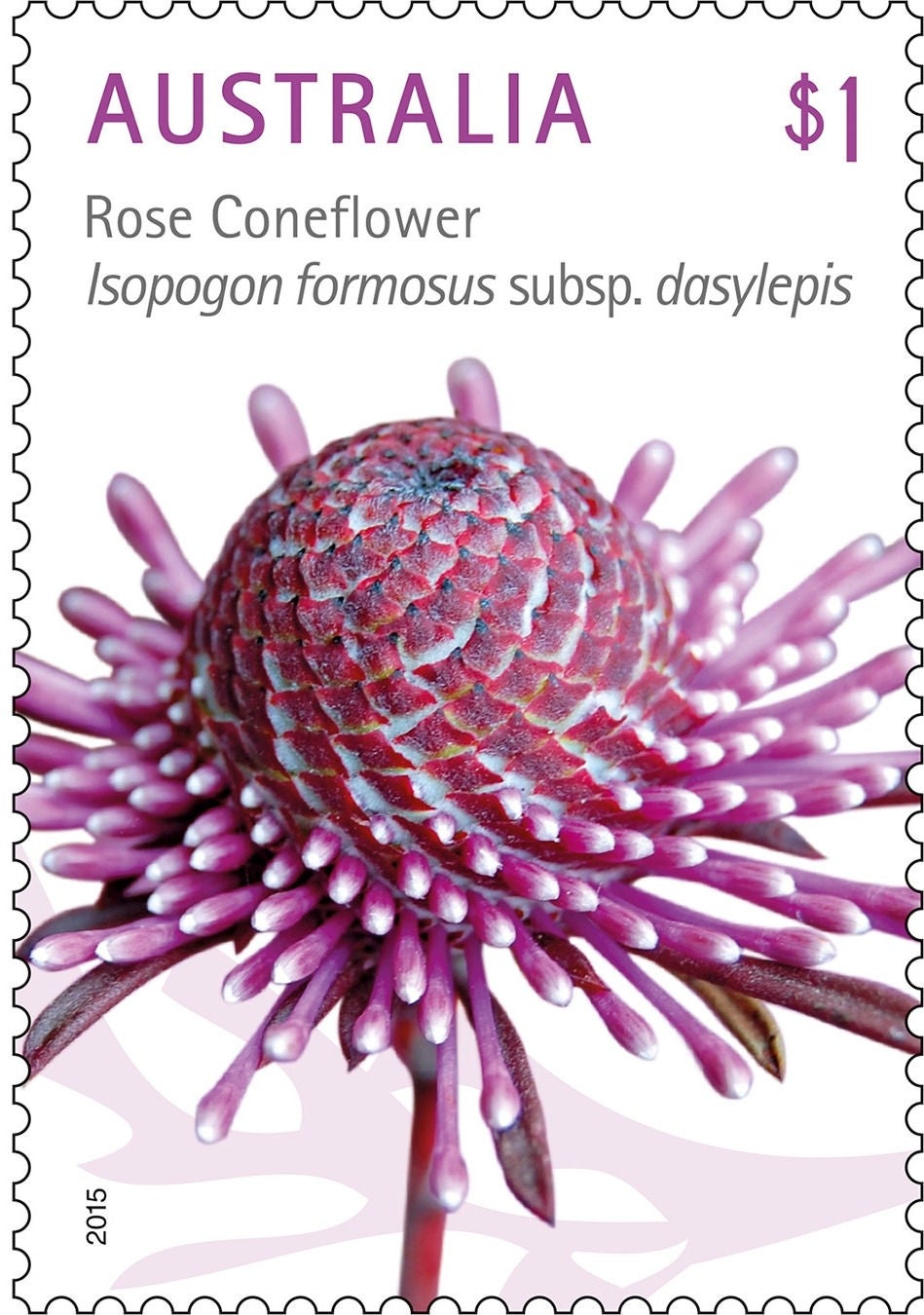 Australian postage stamp featuring a detailed rose coneflower illustration. The flower head is shown in close-up with pink and purple tubular petals radiating outward. Text on the stamp includes the country name AUSTRALIA, the denomination $1, and the botanical name Isopogon formosus subsp. dasylepis. The background is predominantly white with soft pink accents and a scalloped stamp border.