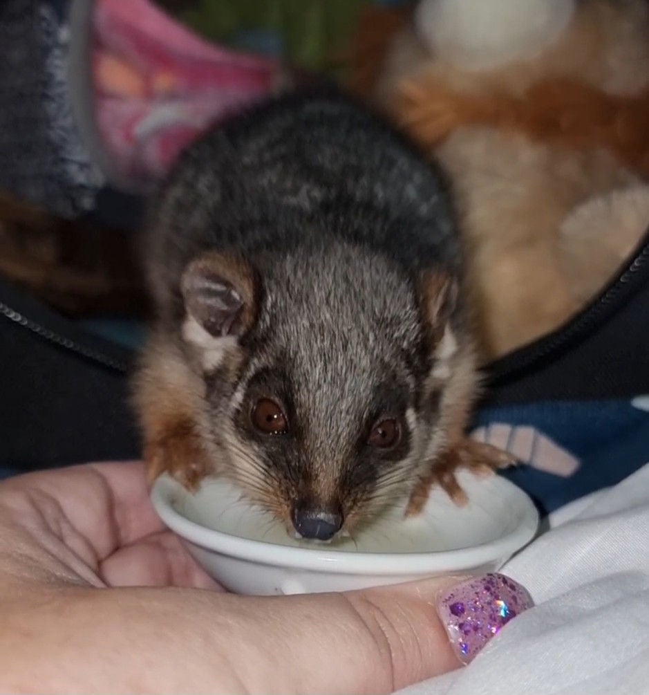 A young marsupial with gray and brown fur is seen drinking from a small white ceramic bowl. The animal is positioned on a soft surface, with a human hand holding the bowl steady. The background includes plush toys and a cozy indoor setting, creating a warm and nurturing atmosphere. The person’s fingernail is painted with glittery purple polish.
