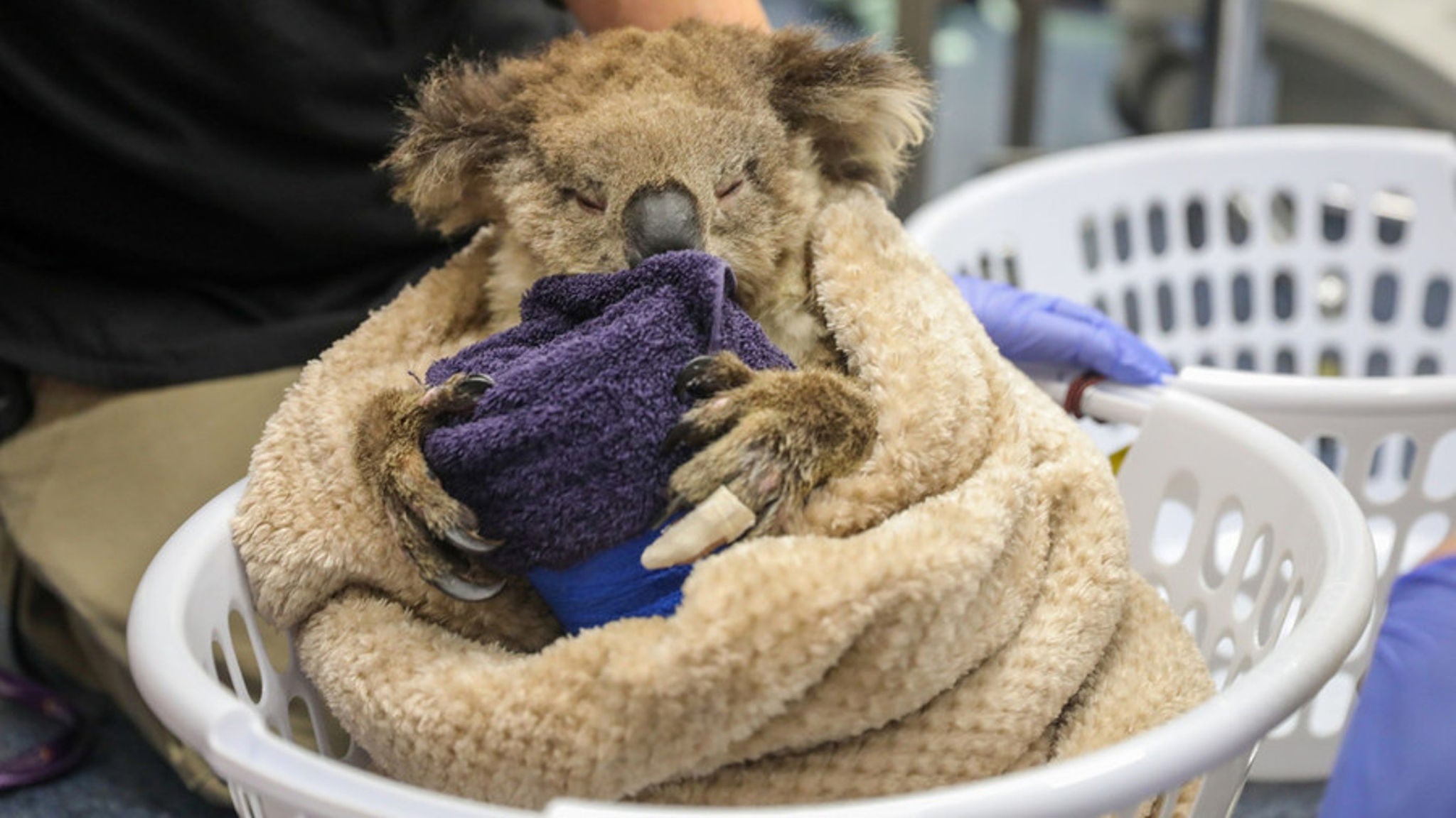 A koala is wrapped snugly in a tan blanket, sitting inside a white laundry basket. The animal is holding a dark towel, appearing to be comforted or treated, while a person wearing gloves is nearby. The setting suggests a veterinary or rescue environment, with a focus on animal care and recovery.