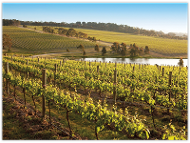 Yabby Lake Vineyard - Prepaid Postcard product photo