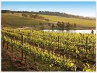 Yabby Lake Vineyard - Prepaid Postcard product photo
