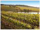 Yabby Lake Vineyard - Prepaid Postcard product photo Internal 1 THUMBNAIL