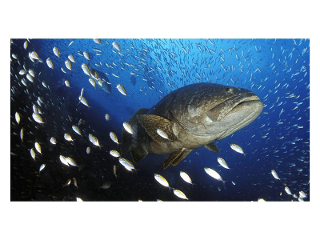 The Great Barrier Reef Guide product photo Internal 3 DETAILS