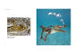 The Great Barrier Reef Guide product photo Internal 4 THUMBNAIL