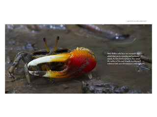 The Great Barrier Reef Guide product photo Internal 5 DETAILS